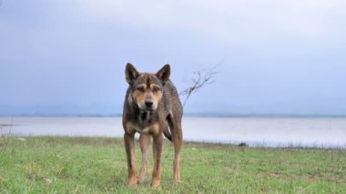 Nehirle çayırda duran bir köpek.