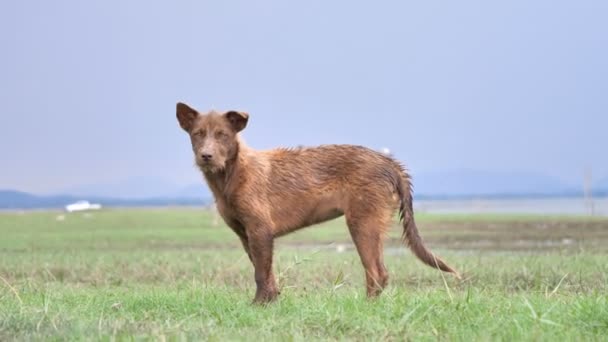 Bruine Hond Wandelen Weide — Stockvideo