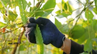 Sabah ları kanatlı fasulye hasat