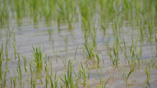 雨が洪水を引き起こし 農作物に被害を与えた — ストック動画