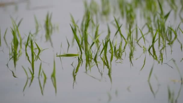 Piogge Hanno Causato Inondazioni Danni Alle Colture Agricole — Video Stock