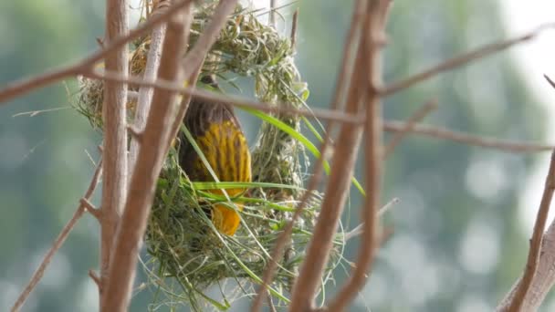 Κίτρινο Πουλί Χρησιμοποιώντας Γρασίδι Για Φωλιάζουν Στο Δέντρο — Αρχείο Βίντεο