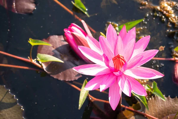 Flor de loto rojo floreciendo en canal con sol — Foto de Stock