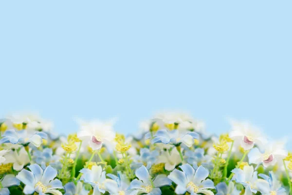 Yumuşak mavi arka plan üzerinde sahte çiçek Blooming