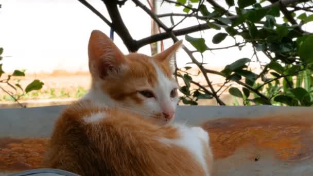 Turuncu Kedi Limon Ağacının Altındaki Kapağın Üzerinde Yatıyor — Stok video