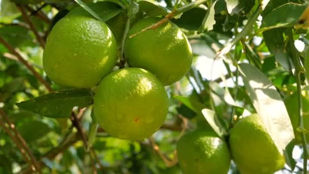 Feche Balanço Limão Verde Pelo Vento Com Luz Solar Fazenda — Vídeo de Stock