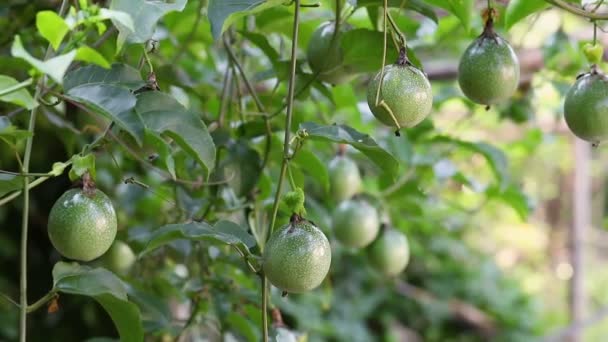 Fruta Pasión Madura Tiene Betacaroteno Alto Potasio Fibra Jugo Fruta — Vídeo de stock