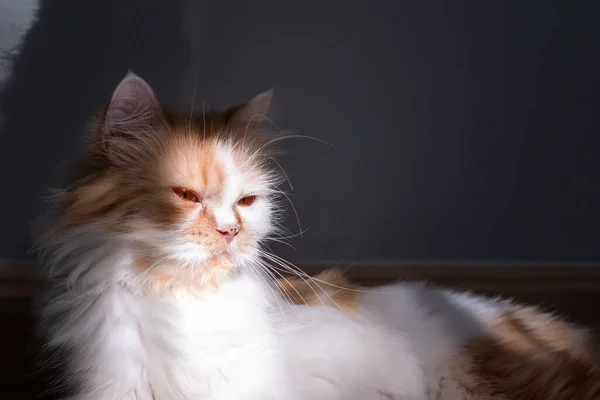 特写一只波斯猫躺在房间的地板上 身上有太阳光和阴影 — 图库照片
