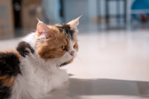 Lindo Gato Persa Colores Acostado Suelo Buscando Algo Con Espacio —  Fotos de Stock