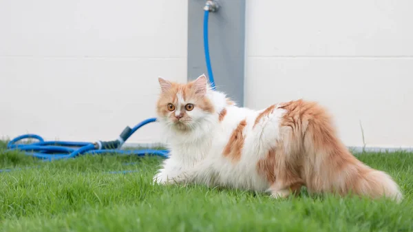 Perski Kot Chodzi Trawie Podwórku Gapi Się — Zdjęcie stockowe