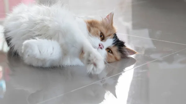 Słodki Perski Kot Leżący Podłodze Puszysty Zwierzak Dziwnie Się Gapi — Zdjęcie stockowe