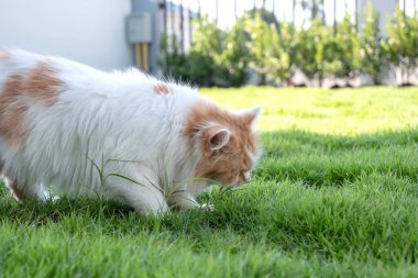Evcil hayvan konsepti. Pers kedisi çimlerin önünde taze ot yiyor.. 
