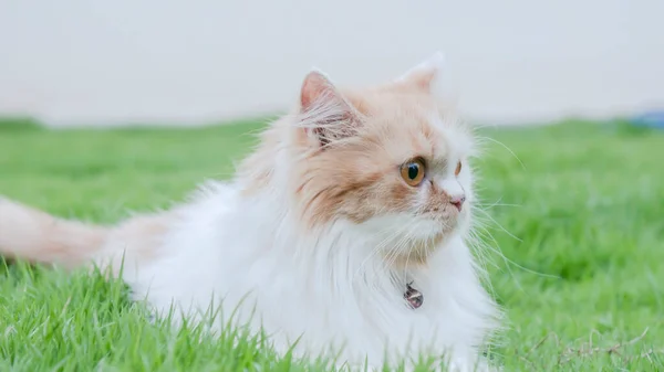 Närbild Persisk Katt Stirrar Gräsmattan — Stockfoto