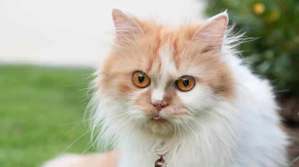 Närbild Ansiktet Persisk Katt Stirrar Gräsmattan — Stockfoto