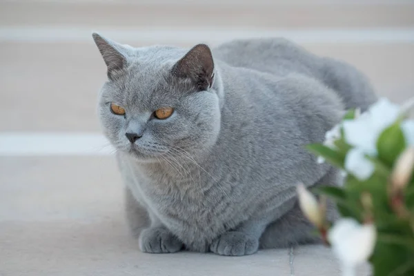 Cat master. Relax concept — Stock Photo, Image