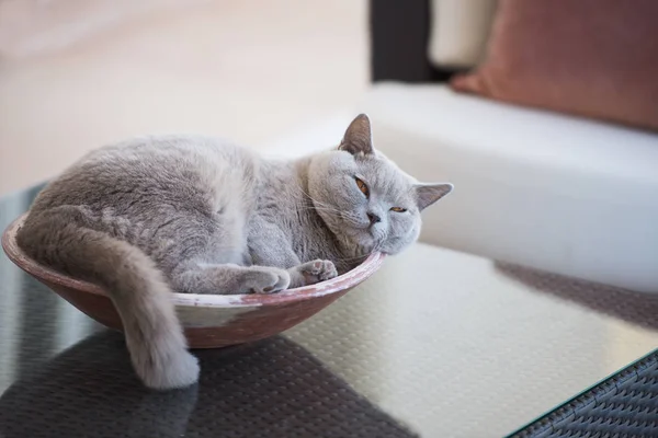 Kedi efendim. Kavramı relax