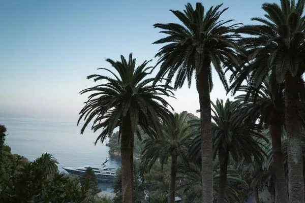 Palmen op zee strand Stockafbeelding