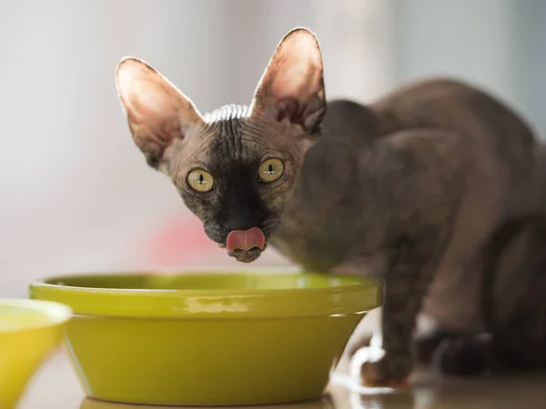 Сфинкс кошка питьевая вода Стоковое Фото