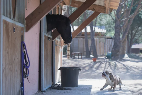 Hond is brullende op paard Stockafbeelding