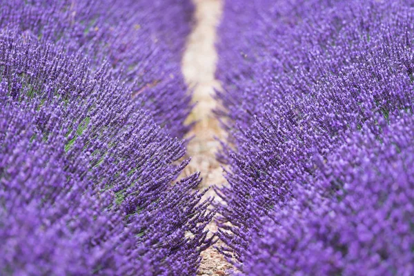 Lavanta Provence Fransa sahada mor çiçekler.