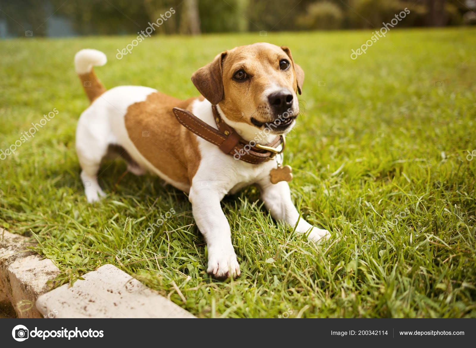 jack russell bark collar
