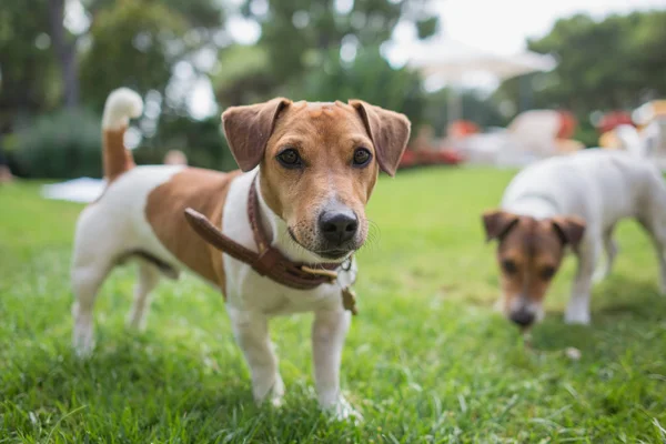 Jack russell terrier stands on green grass — Stock Photo, Image