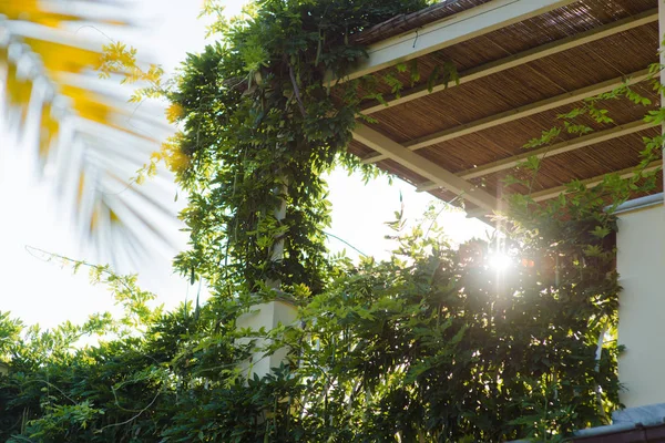 Sun Ray på morgonen bland gröna växter Stockbild