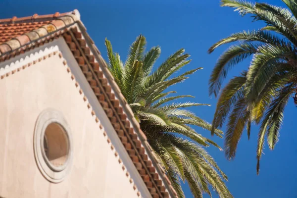 Palme verdi, cielo blu, tetto rosso Fotografia Stock