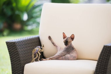 Kel kedi doğurmak Sphynx sandalyede oturan onun pençe ortaya çıkar.