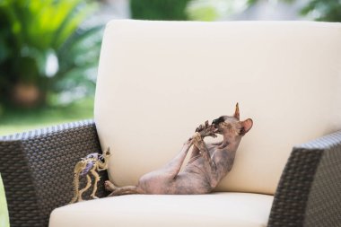 Sphynx doğurmak kel kedi arka pençe burnunu çekmek