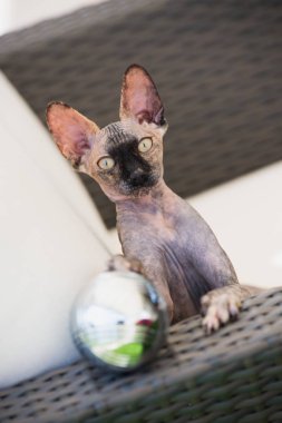 Sphynx doğurmak büyük yeşil gözlü kel kedi