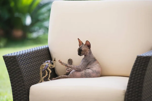 Sphynx 的秃头猫在扶手椅上玩耍 — 图库照片