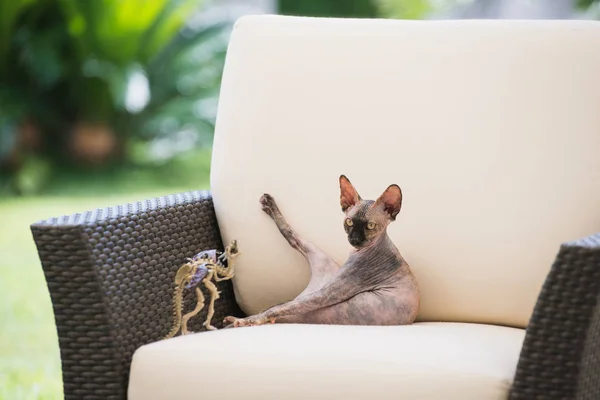 秃头猫养殖 Sphynx 举起爪子坐在椅子上 — 图库照片