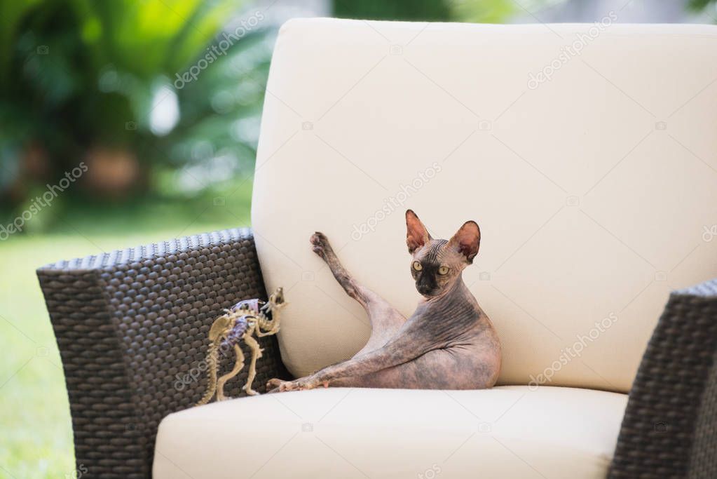Bald cat breed Sphynx raised his paw sitting in the chair