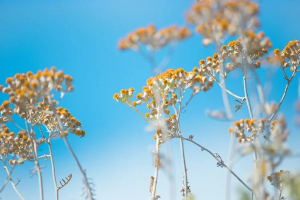 Droge planten met gele bloemen Stockfoto