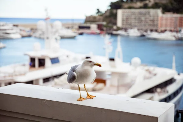 Seagull sitting on pier