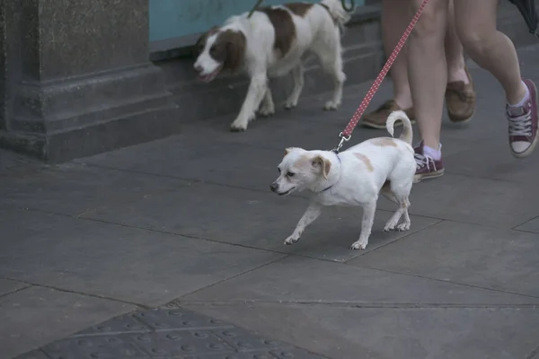 Dogs walking on leash — Stock Photo, Image