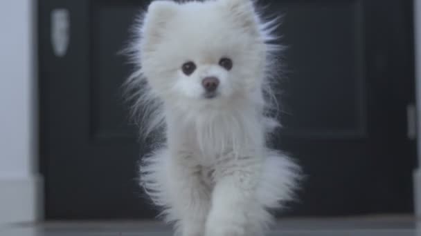 Το Bichon Frise ράτσα σκύλου έρχονται — Αρχείο Βίντεο