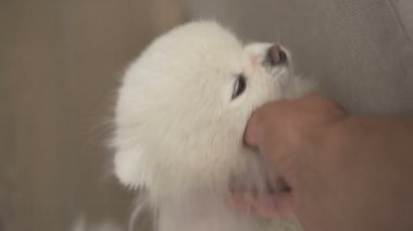 Adam beyaz okşayarak köpek