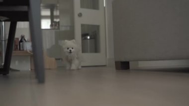 Küçük beyaz köpeğin yaklaşıyor