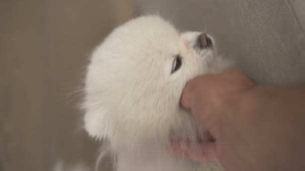 Χαϊδεύοντας λευκό σκυλί άνδρας — Αρχείο Βίντεο