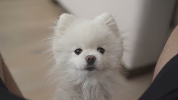 Kleiner weißer Hund spielt mit Wirt — Stockvideo