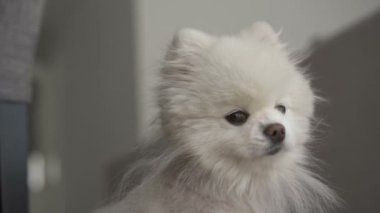 Küçük beyaz köpek kameraya benziyor