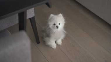 Katında oturan küçük beyaz köpek