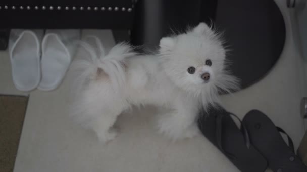 Small white dog standing at floor — Stock Video