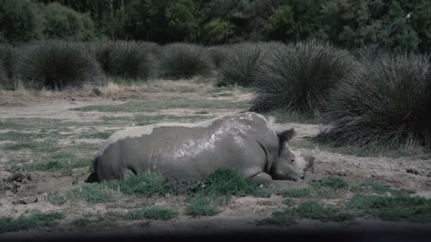 Rinoceronte branco do sul no zoológico — Vídeo de Stock