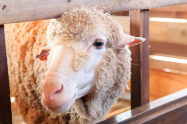 Doğa gruptaki alpaka, yakın çekim