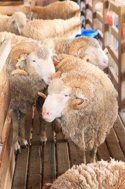 Doğa gruptaki alpaka, yakın çekim