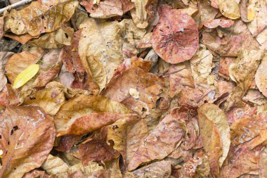 Arka plan doku kuru yaprak