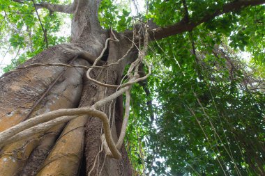 Eski doğada büyük ağaç arka plan